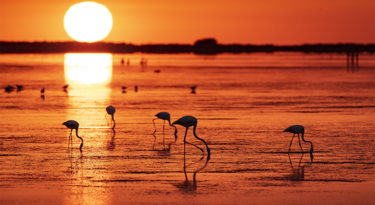 Flamingos im Ebro-Delta